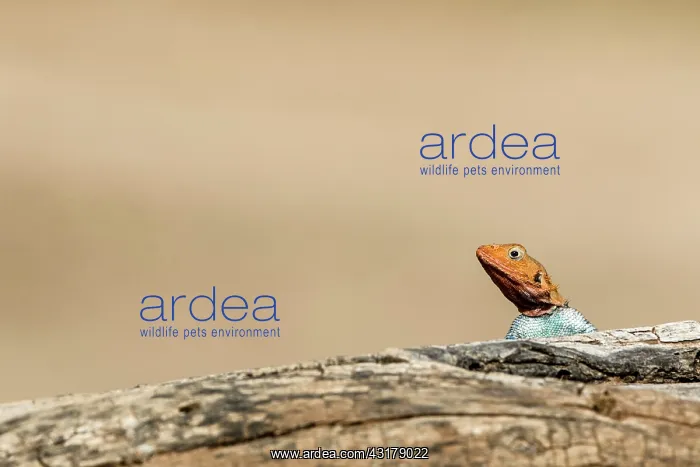 : Kenya, Samburu reserve, Agama (Agama agama), male : Kenya, Samburu reserve, Agama (Agama agama), male