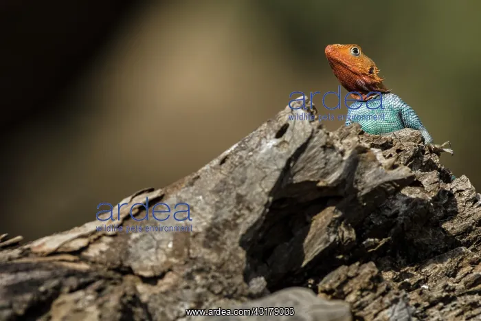 : Kenya, Samburu reserve, Agama (Agama agama), male : Kenya, Samburu reserve, Agama (Agama agama), male