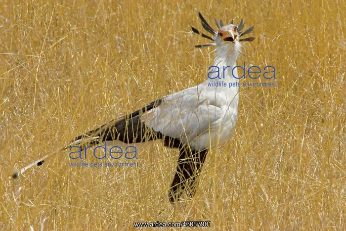 : Kenya. Secretary bird in tall grass : Kenya. Secretary bird in tall grass