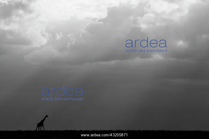 : Kenya, Serengeti, Maasai Mara. Masai giraffe in : Kenya, Serengeti, Maasai Mara. Masai giraffe in