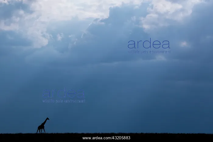 : Kenya, Serengeti, Maasai Mara. Masai giraffe in