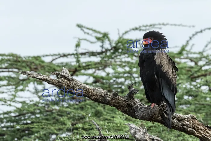 : Kenya, Shaba game reserve, bateleur (Terathopius : Kenya, Shaba game reserve, bateleur (Terathopius