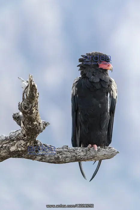 : Kenya, Shaba game reserve, bateleur (Terathopius : Kenya, Shaba game reserve, bateleur (Terathopius
