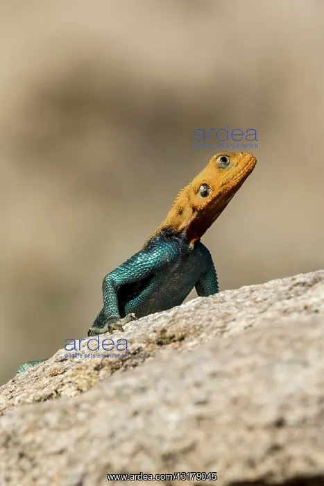 : Kenya, Shaba reserve, Agama (Agama agama), male : Kenya, Shaba reserve, Agama (Agama agama), male