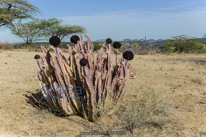 : Kenya, Shaba reserve, Caralluma : Kenya, Shaba reserve, Caralluma
