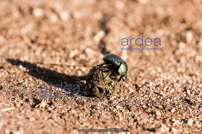 : Kenya, Shaba reserve, Dung Beetle : Kenya, Shaba reserve, Dung Beetle
