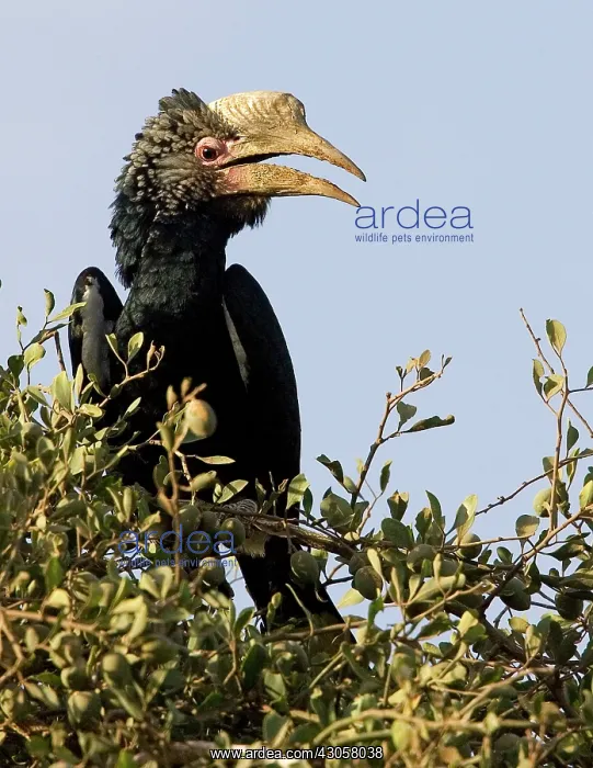 : Kenya. Silvery-cheeked hornbill bird perched : Kenya. Silvery-cheeked hornbill bird perched