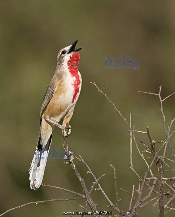 : Kenya. Singing rosy-patched bushshrike bird : Kenya. Singing rosy-patched bushshrike bird