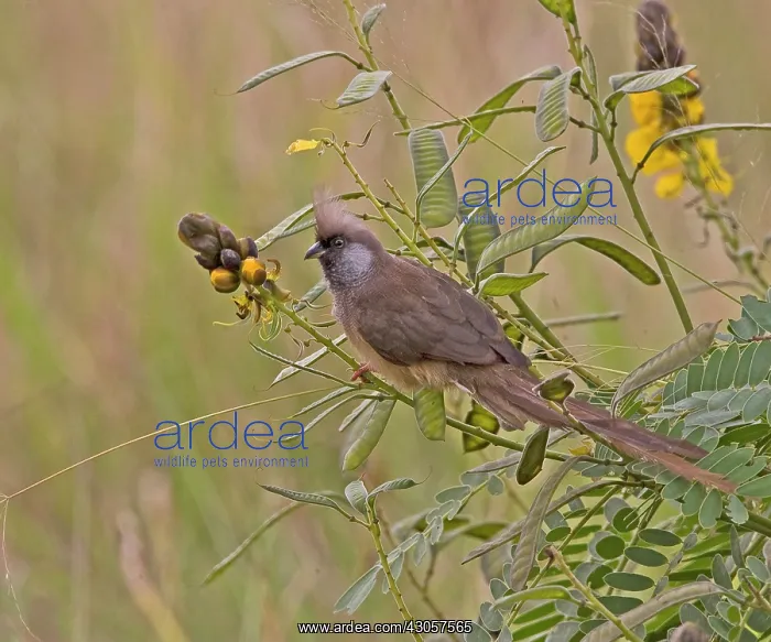 : Kenya. Speckled mousebird in tree : Kenya. Speckled mousebird in tree