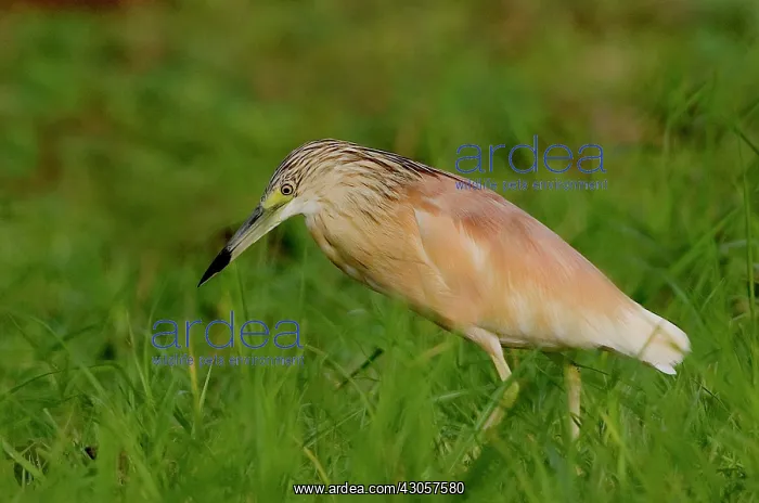 : Kenya. Squacco heron bird in green grass : Kenya. Squacco heron bird in green grass