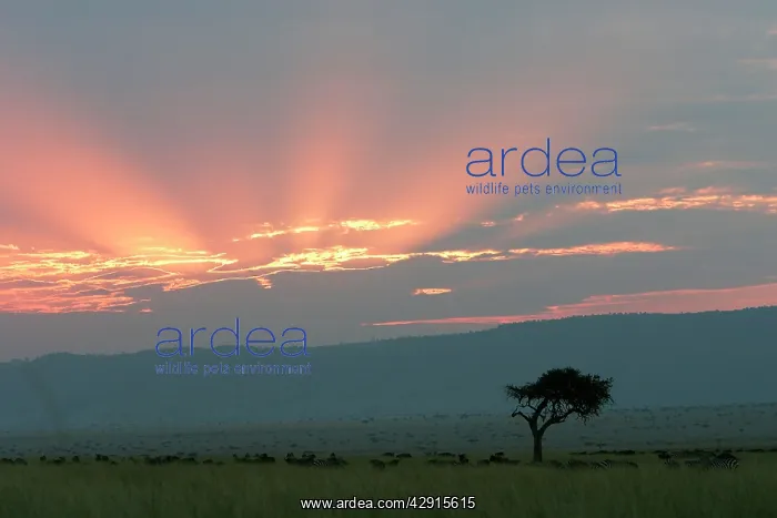 : Kenya - Sunset over Maasai Mara National Park : Kenya - Sunset over Maasai Mara National Park