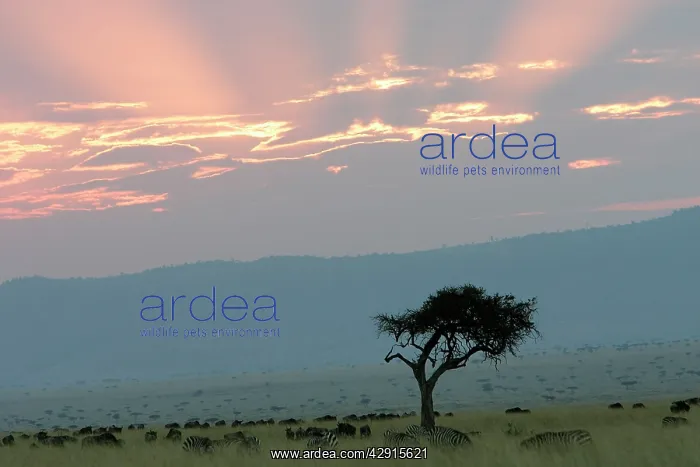 : Kenya - Sunset over Maasai Mara National Park : Kenya - Sunset over Maasai Mara National Park
