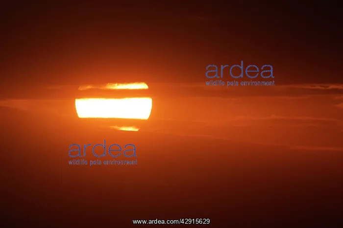 : Kenya - Sunset over Maasai Mara National Park : Kenya - Sunset over Maasai Mara National Park