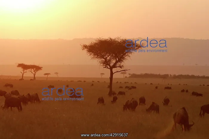 : Kenya - Sunset over Maasai Mara National Park with : Kenya - Sunset over Maasai Mara National Park with