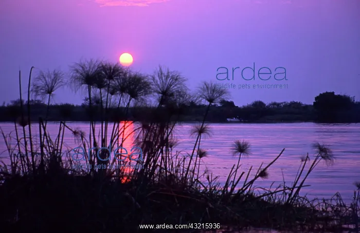 : Kenya. Sunset reflects on water through : Kenya. Sunset reflects on water through