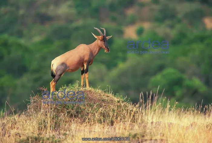 : Kenya. Topi (Damaliscus korrigum) standing : Kenya. Topi (Damaliscus korrigum) standing