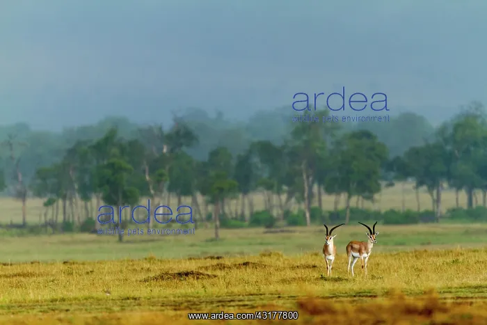: Kenya, Tsavo East National Park, Grant's gazelle : Kenya, Tsavo East National Park, Grant's gazelle