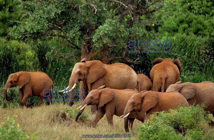 : Kenya: Tsavo East National Park, herd African : Kenya: Tsavo East National Park, herd African