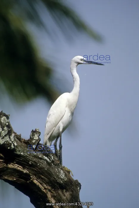 : Kenya: Victoria, Rusinga Island, Little : Kenya: Victoria, Rusinga Island, Little