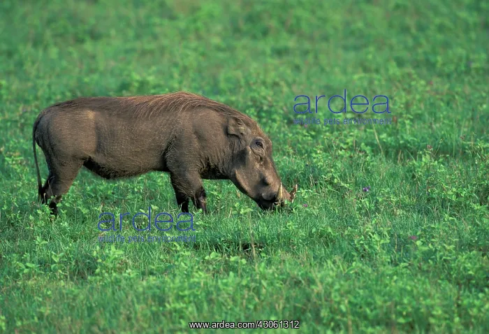 : Kenya. Warthog (Phacochoerus aethiopicus) : Kenya. Warthog (Phacochoerus aethiopicus)