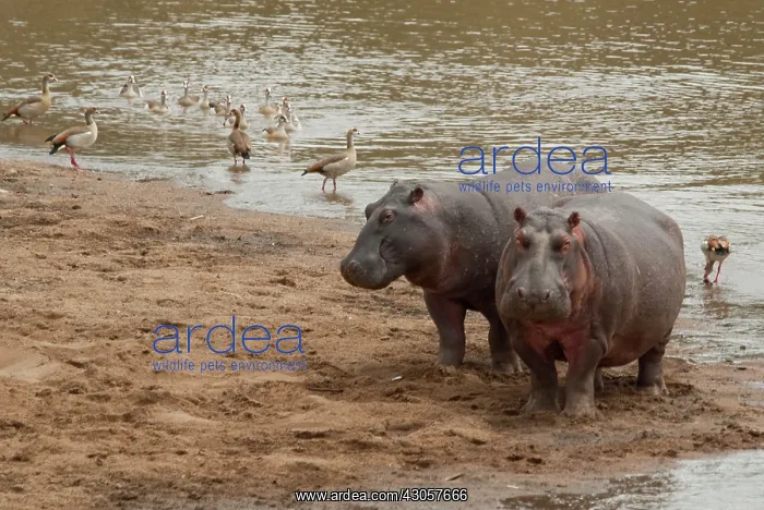 : Kenya, No Water No Life Mara River Expedition : Kenya, No Water No Life Mara River Expedition