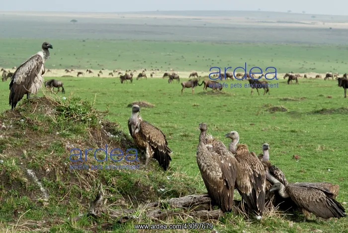 : Kenya, No Water No Life Mara River Expedition : Kenya, No Water No Life Mara River Expedition