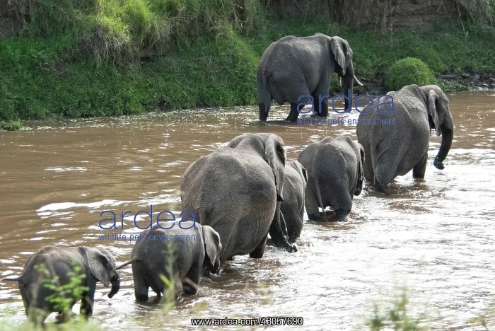 : Kenya, No Water No Life Mara River Expedition : Kenya, No Water No Life Mara River Expedition