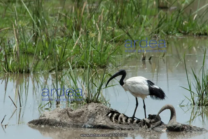: Kenya, No Water No Life Mara River Expedition : Kenya, No Water No Life Mara River Expedition
