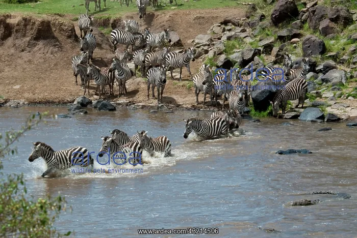 : Kenya, No Water No Life Mara River Expedition : Kenya, No Water No Life Mara River Expedition