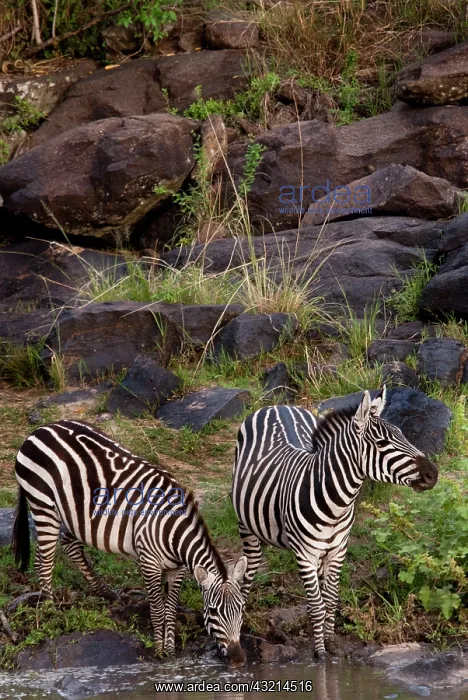  : Kenya, No Water No Life Mara River Expedition
