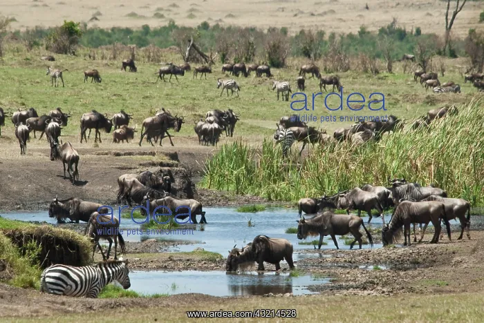 : Kenya, No Water No Life Mara River Expedition : Kenya, No Water No Life Mara River Expedition