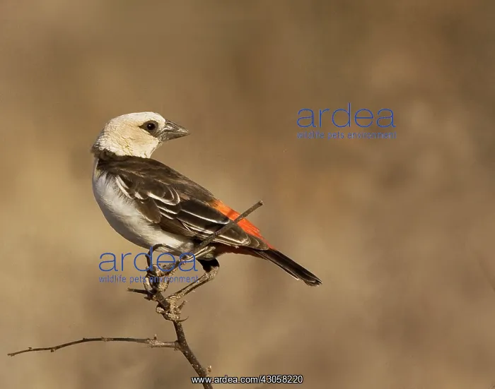 : Kenya. White-headed buffalo weaver on limb : Kenya. White-headed buffalo weaver on limb