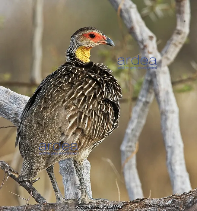 : Kenya. Yellow-necked spurfowl bird standing : Kenya. Yellow-necked spurfowl bird standing