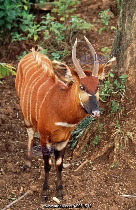 : Kenyan Bongo / Antelope : Kenyan Bongo / Antelope
