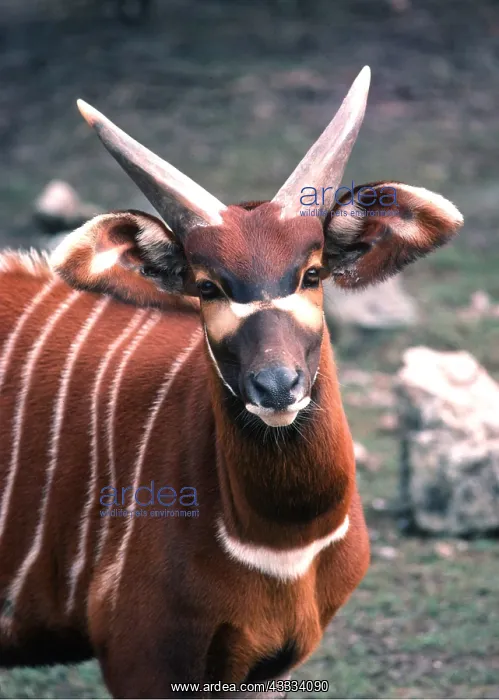 : KENYAN BONGO ANTELOPE - female : KENYAN BONGO ANTELOPE - female