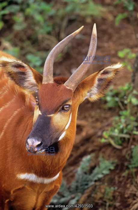 : Kenyan Bongo / Eastern Bongo Antelope : Kenyan Bongo / Eastern Bongo Antelope