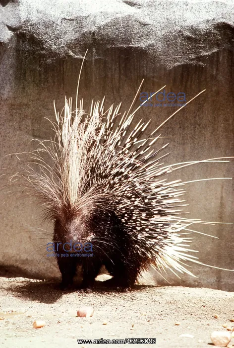 : Kenyan Crested Porcupine : Kenyan Crested Porcupine