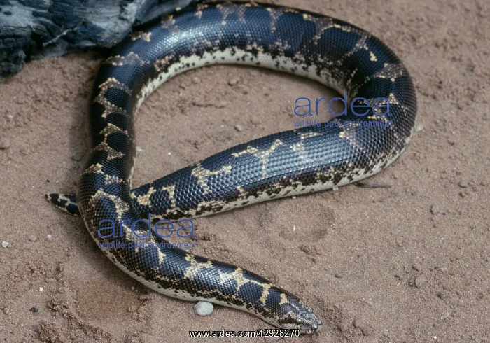 : Kenyan Sand Boa - East Africa : Kenyan Sand Boa - East Africa