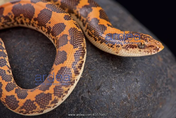 : Kenyan sand boa (Gongylophis colubrinus), Kenya : Kenyan sand boa (Gongylophis colubrinus), Kenya