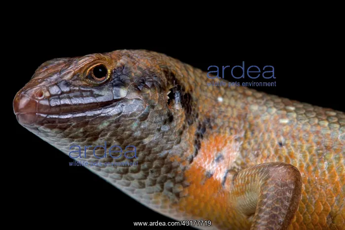 : Kenyan zebra skink (Trachylepis dichroma) male : Kenyan zebra skink (Trachylepis dichroma) male
