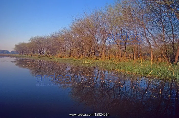 : Keoladeo National Park in spring, Trees alongside water : Keoladeo National Park in spring, Trees alongside water