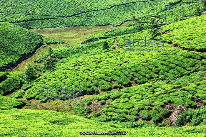  : Kerala India travel background, green tea plantations