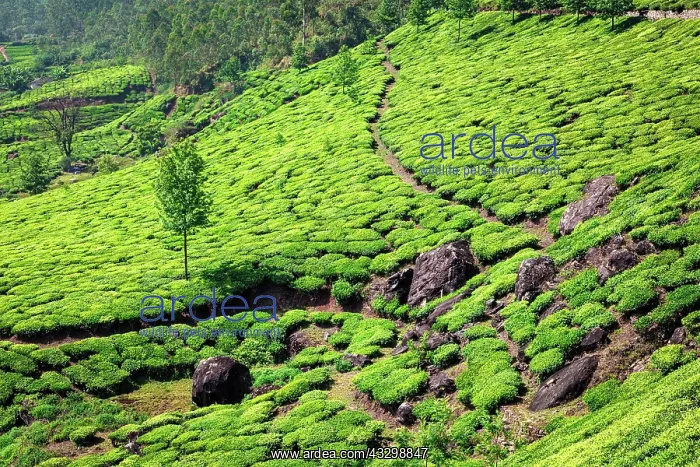 : Kerala India travel background, green tea plantations : Kerala India travel background, green tea plantations
