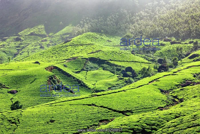 : Kerala India travel background, green tea plantations : Kerala India travel background, green tea plantations