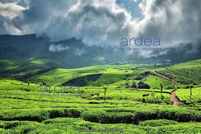 : Kerala India travel background, green tea plantations : Kerala India travel background, green tea plantations