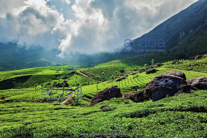 : Kerala India travel background, green tea plantations : Kerala India travel background, green tea plantations