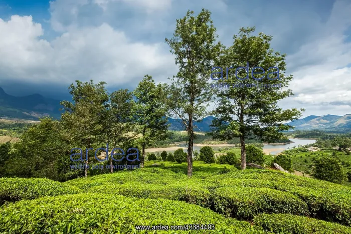 : Kerala India travel background, green tea plantations : Kerala India travel background, green tea plantations