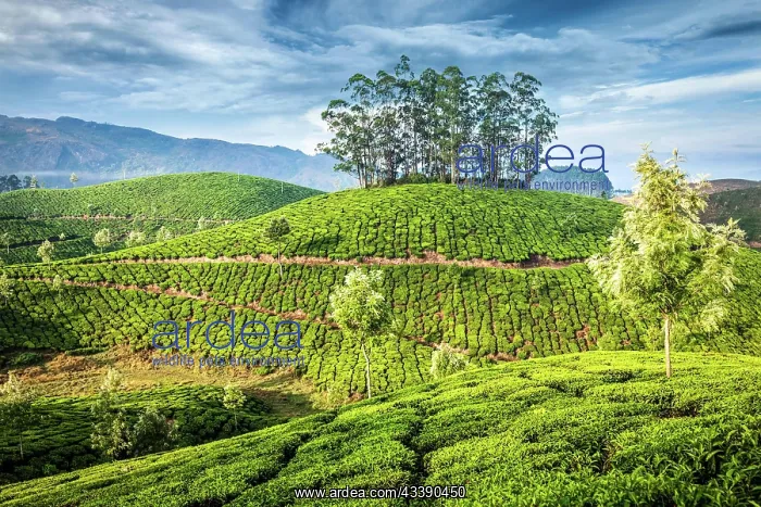 : Kerala India travel background, green tea plantations : Kerala India travel background, green tea plantations