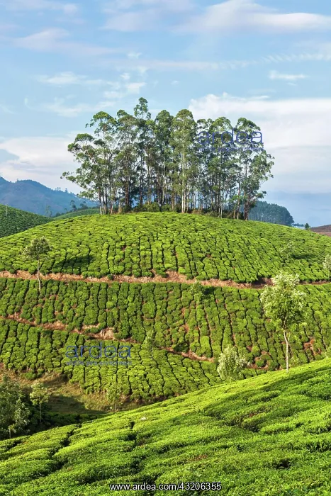  : Kerala India travel background, green tea planta