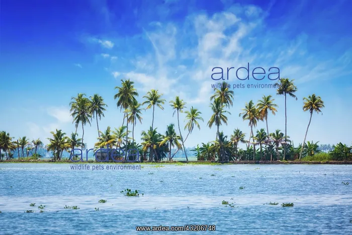 : Kerala travel tourism background, Palms at Keral : Kerala travel tourism background, Palms at Keral